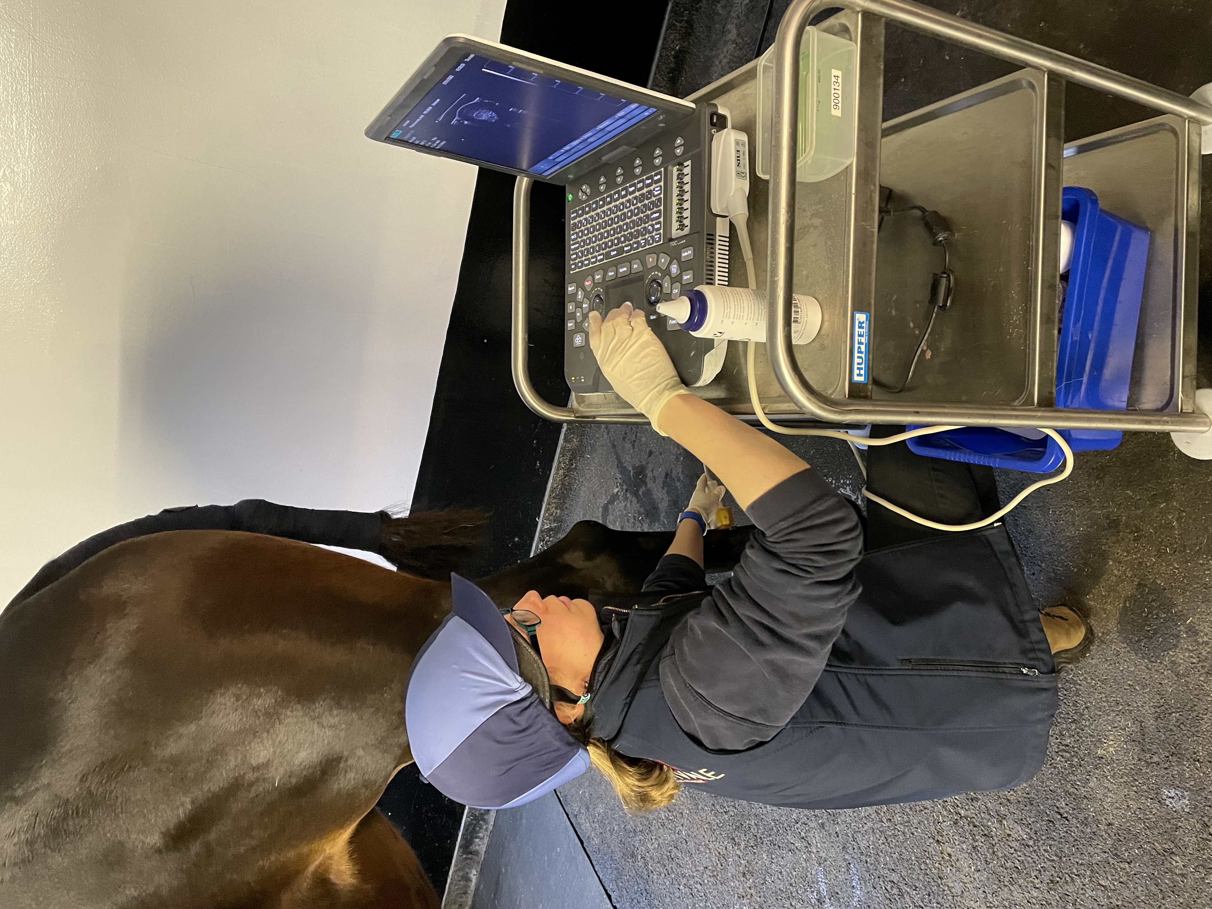 A Day in the Life of an Equine Vet